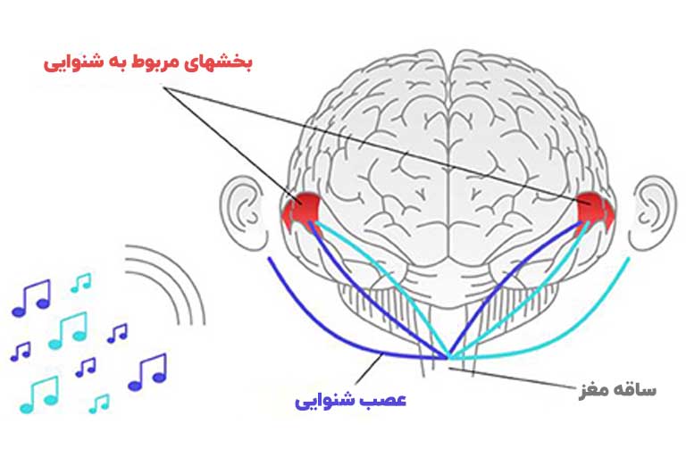 قسمتهای شنوایی مغز